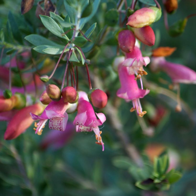 Emuntorve - Eremophila maculata (Kukinta)