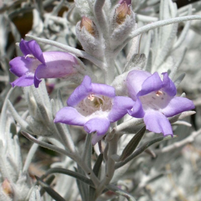 Emuntorve - Eremophila nivea (Kukinta)