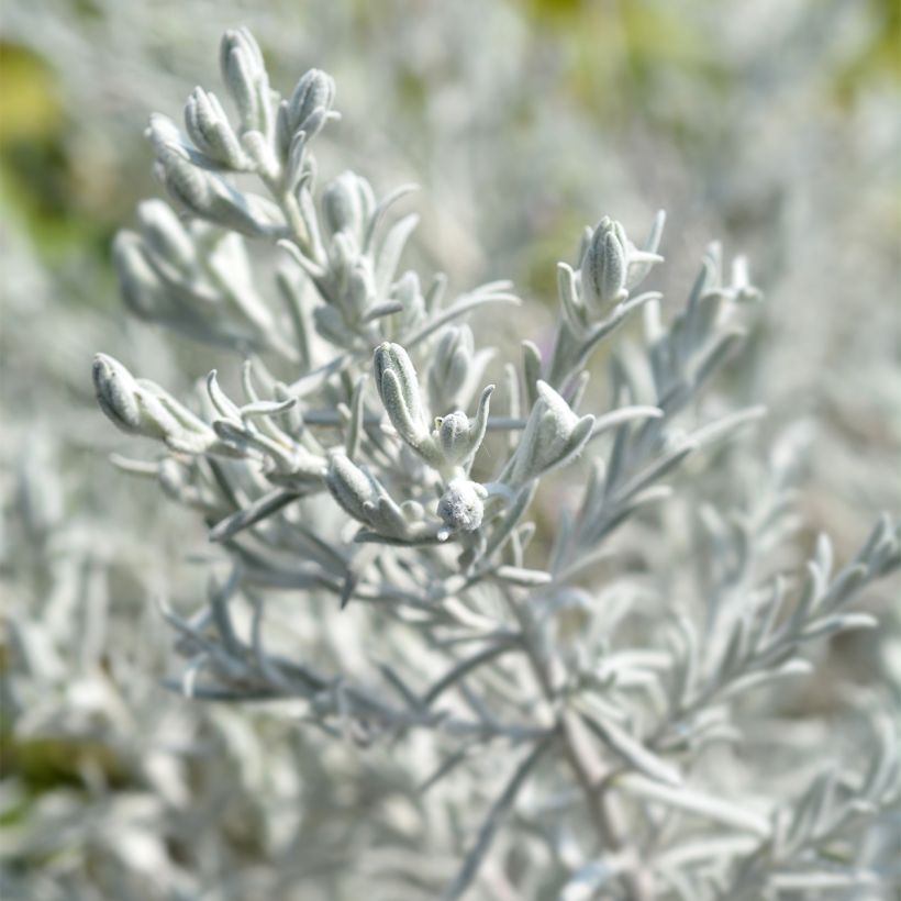Emuntorve - Eremophila nivea (Lehvistö)