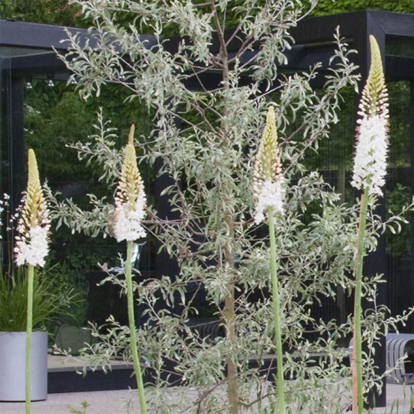 Marskinlilja White Beauty Favourite (Kukinta)