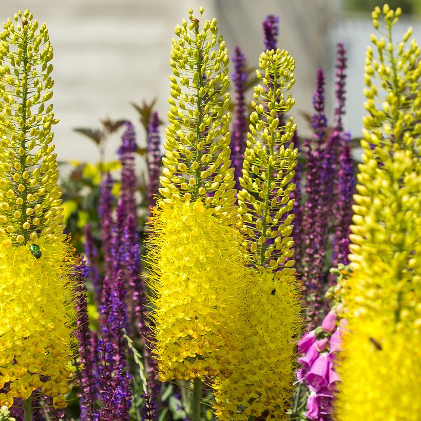 Marskinlilja - Eremurus stenophyllus (Kukinta)