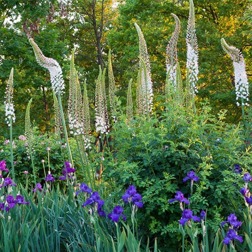 Himalajanmarskinlilja - Eremurus himalaïcus (Kukinta)