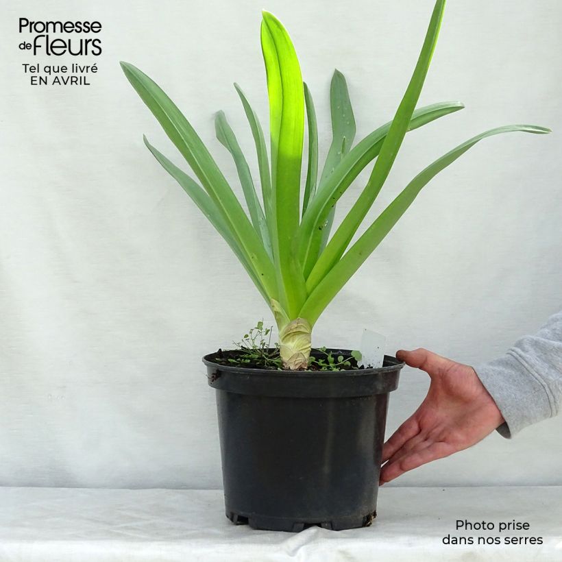 Esimerkki keväällä toimitetusta Himalajanmarskinlilja - Eremurus himalaïcus Pot de 7,5L/10L-taimesta