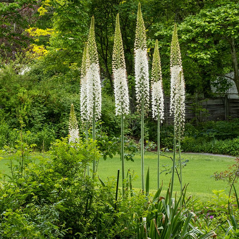 Himalajanmarskinlilja - Eremurus himalaïcus (Kasvutapa)
