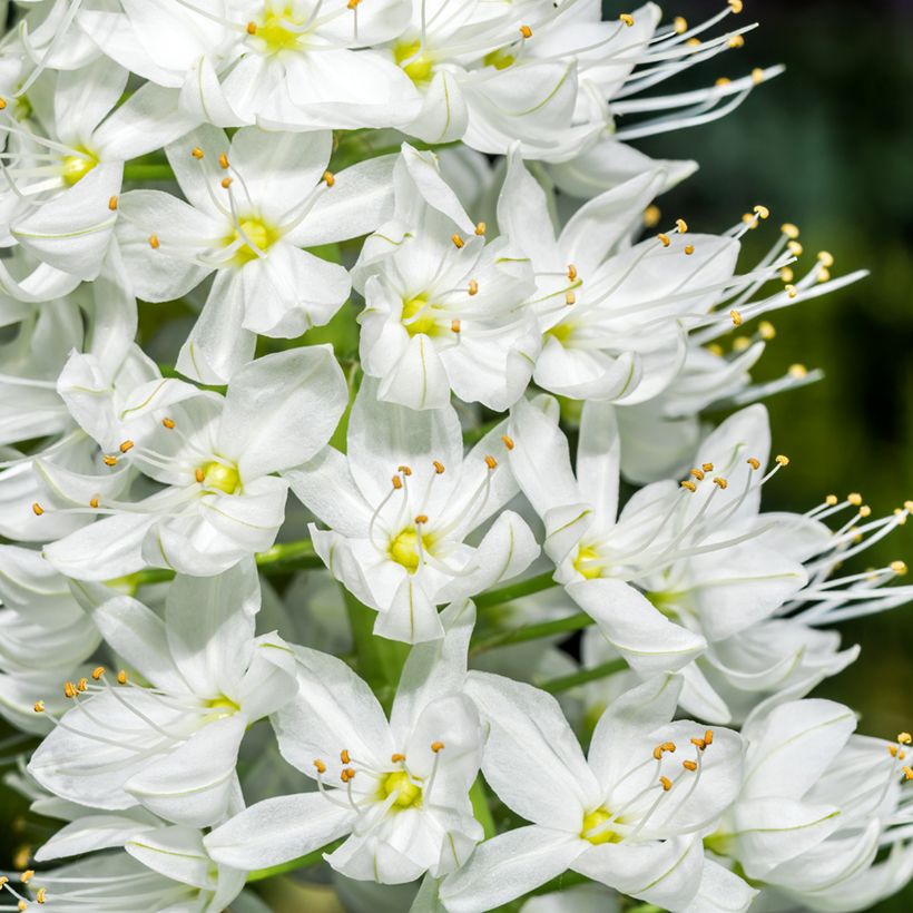 Jättimarskinlilja - Eremurus robustus (Kukinta)
