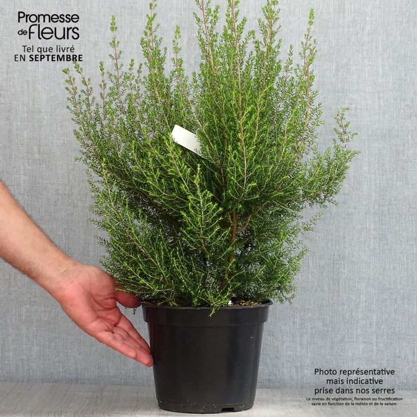 Esimerkki kesällä toimitetusta Kellokanerva - Erica canaliculata Pot de 4L/5L-taimesta