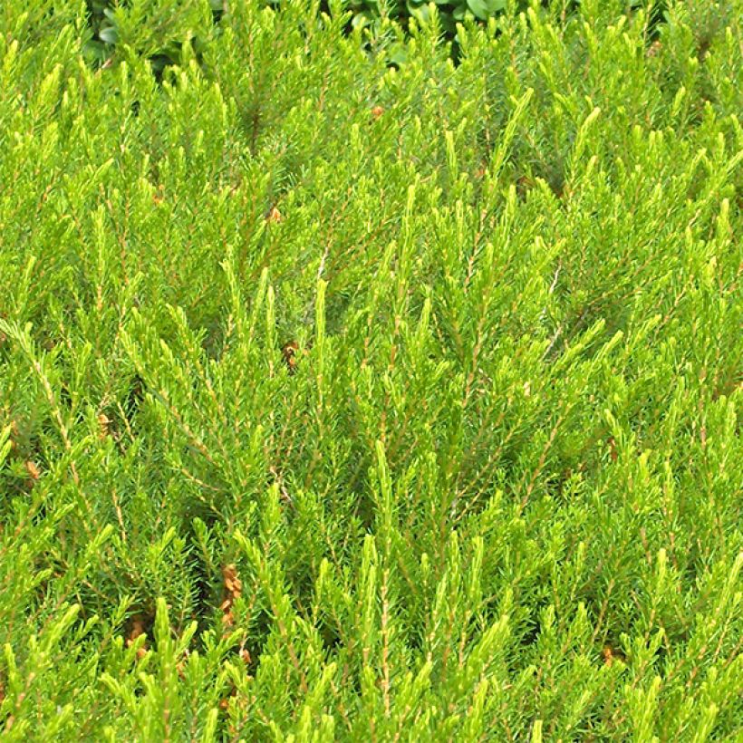 Kaunokellokanerva Jenny Porter (Foliage)