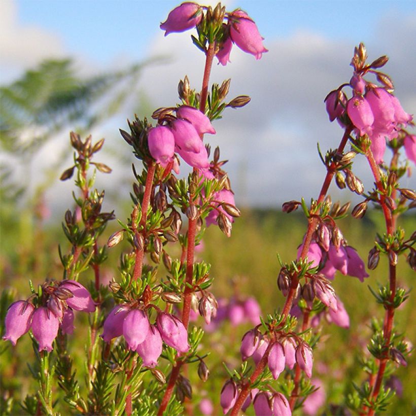 Harmaakellokanerva Rosa Bella (Kukinta)