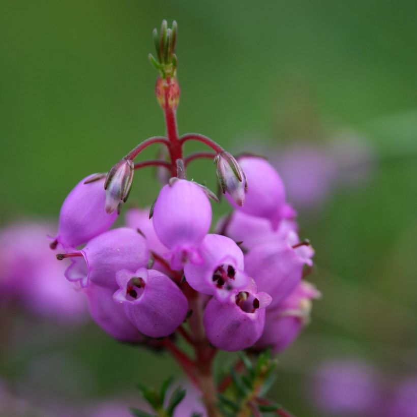 Harmaakellokanerva - Erica cinerea (Kukinta)