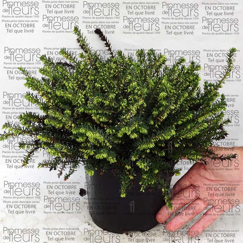 Esimerkki toimitetusta Erica darleyensis Darley Dale - Bruyère d'hiver Pot de 2L/3L-taimesta