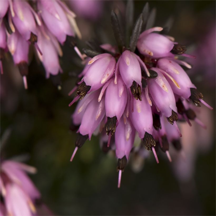 Kaunokellokanerva Furzey (Flowering)