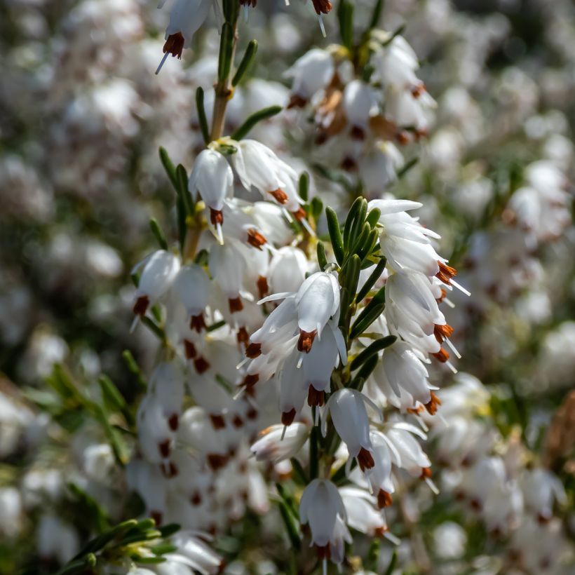 Kaunokellokanerva White Perfection (Kukinta)