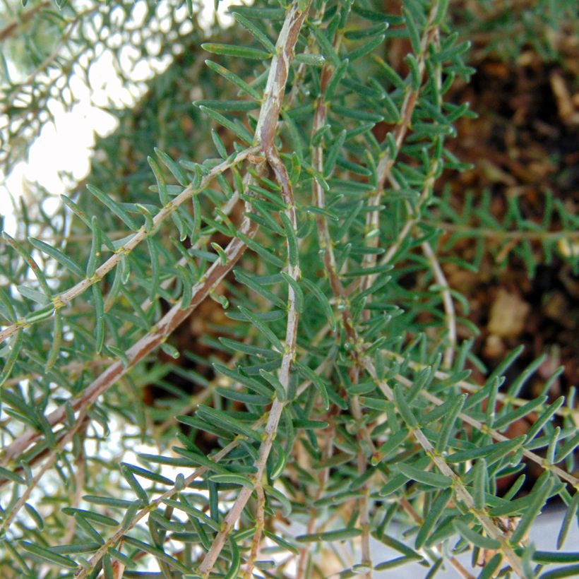 Kellokanerva - Erica mediterranea (Lehvistö)