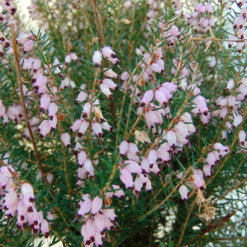 Kellokanerva - Erica mediterranea (Kukinta)