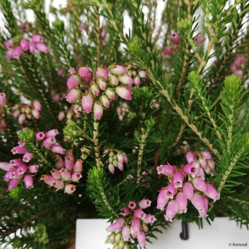 Kellokanerva - Erica terminalis (Kukinta)