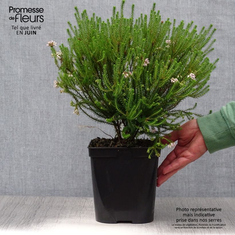 Esimerkki kesällä toimitetusta Kellokanerva - Erica terminalis Ruukku 4L / 5L-taimesta