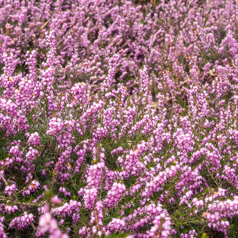 Kellokanerva - Erica terminalis (Kasvutapa)
