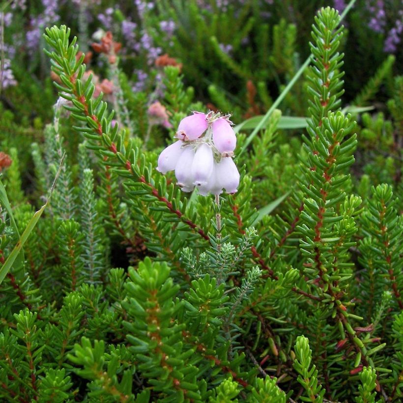 Kellokanerva - Erica tetralix (Lehvistö)