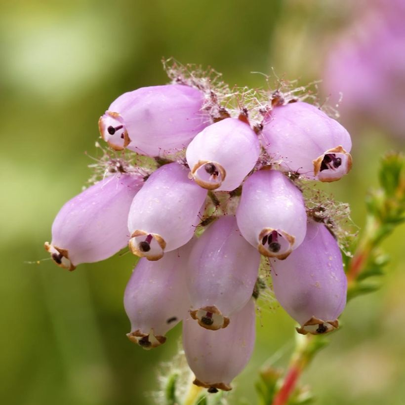 Kellokanerva - Erica tetralix (Kukinta)