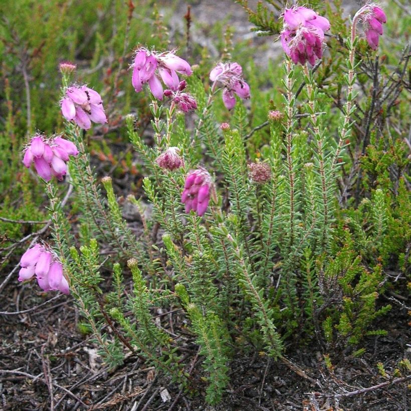 Kellokanerva - Erica tetralix (Kasvutapa)