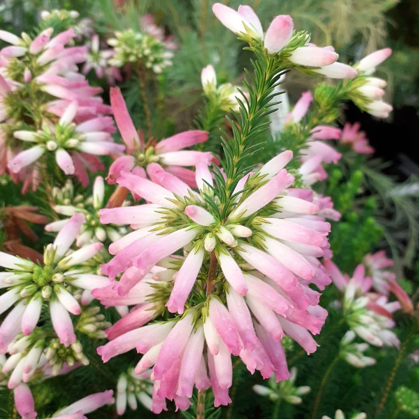 Kiehkurakellokanerva - Erica verticillata (Kukinta)