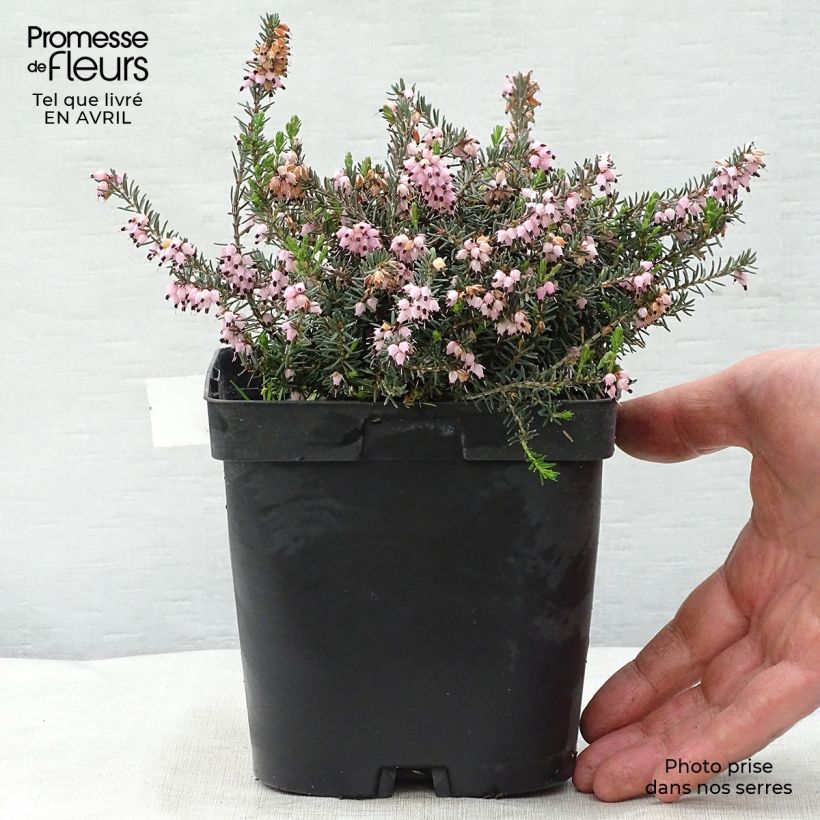 Esimerkki keväällä toimitetusta Kaunokellokanerva Winter Belles Phoebe Pot de 2L/3L-taimesta