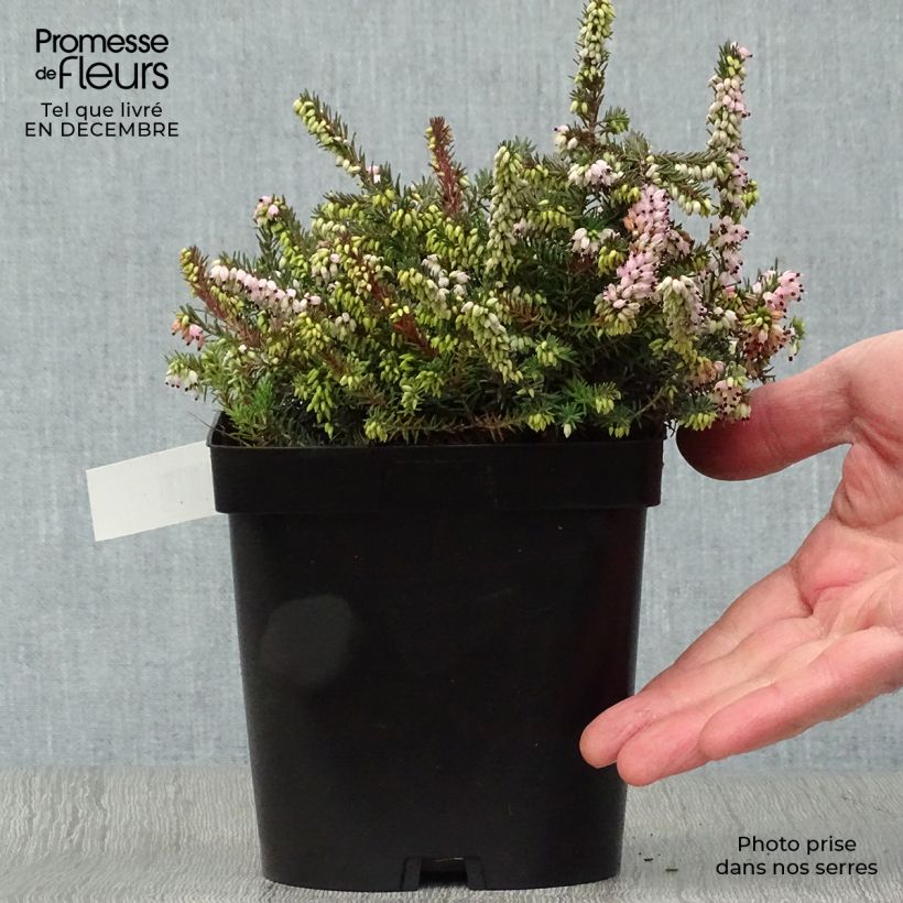Esimerkki talvella toimitetusta Kaunokellokanerva Winter Belles Phoebe 2 litran/3 litran ruukku-taimesta