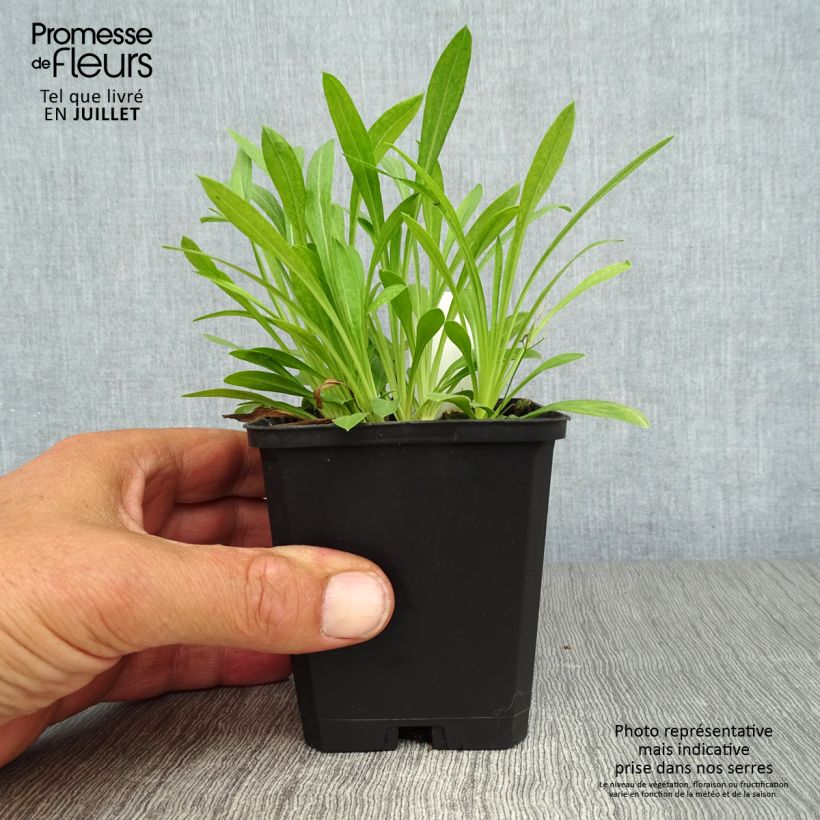 Esimerkki kesällä toimitetusta Jalokallioinen Professor Korodi Taimiruukku 8/9 cm-taimesta