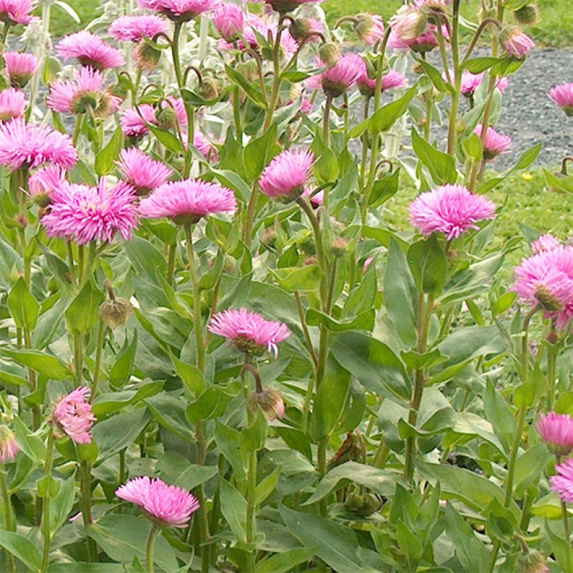 Jalokallioinen Rosa Jewel (Kukinta)