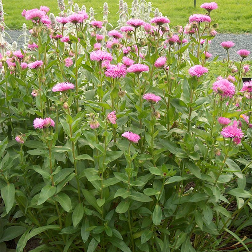 Jalokallioinen Rosa Jewel (Kasvutapa)