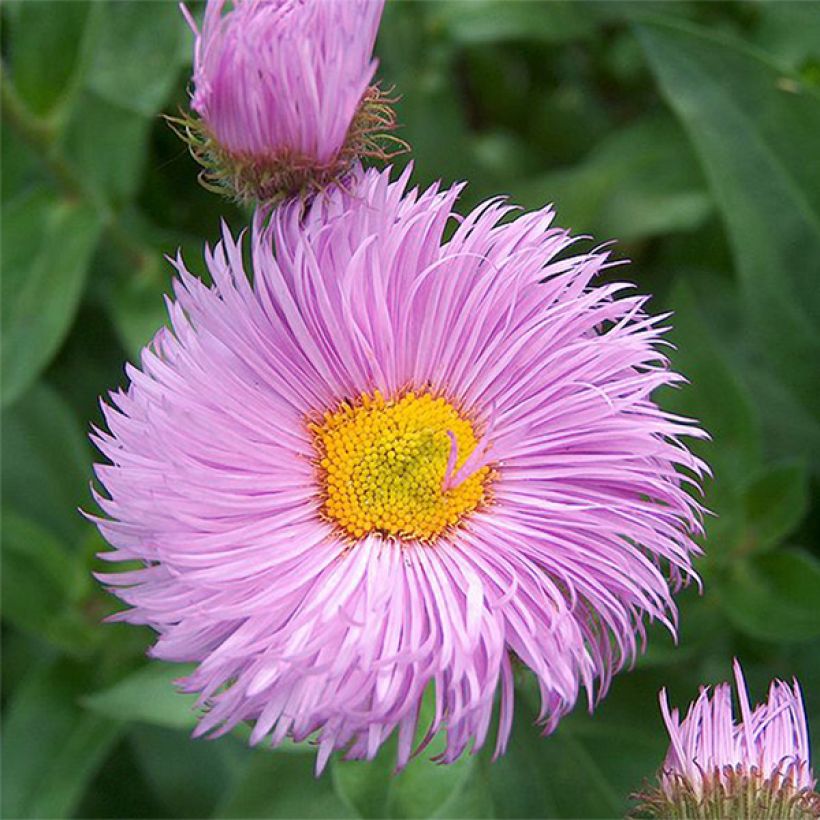 Jalokallioinen Rosa Triumph (Kukinta)