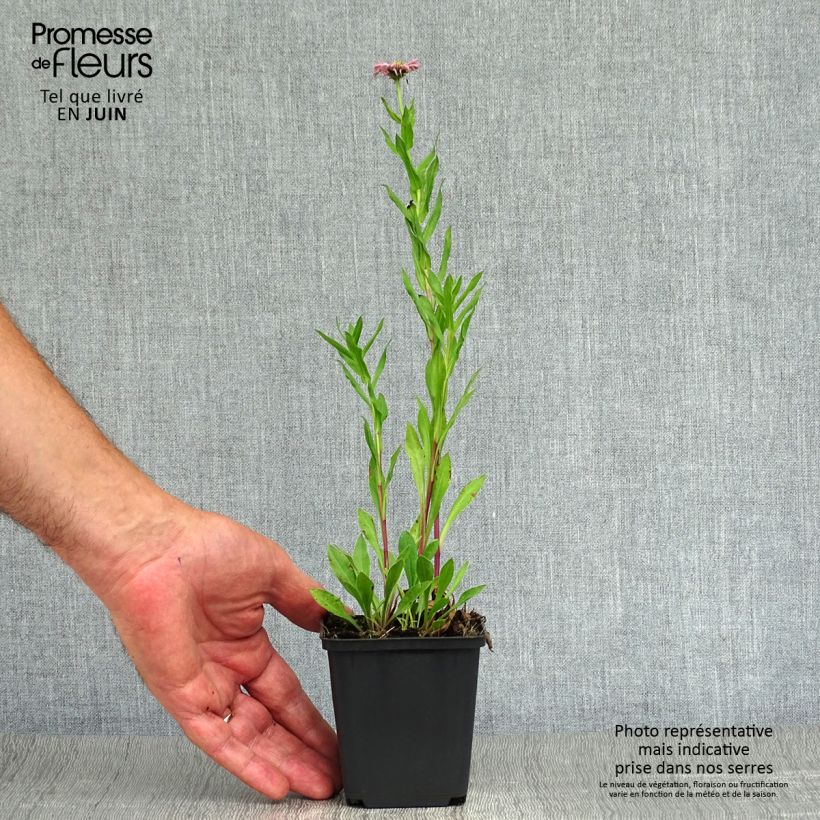 Esimerkki kesällä toimitetusta Jalokallioinen Rosa Triumph Taimiruukku 8/9 cm-taimesta