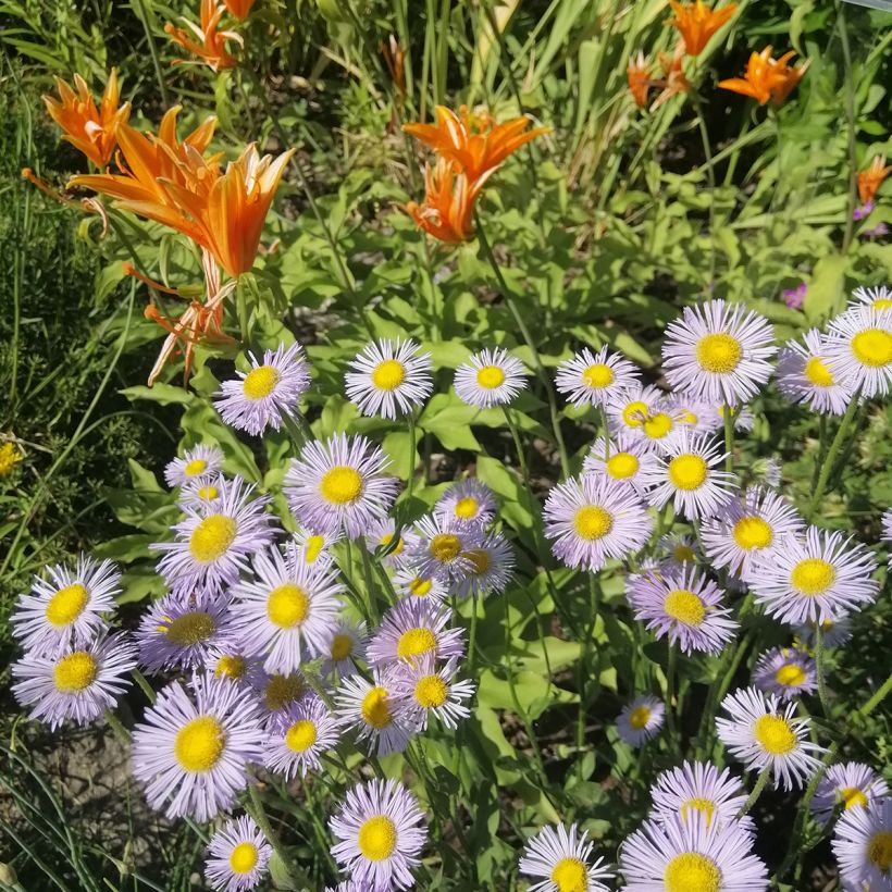 Jalokallioinen Sommerneuschnee (Kasvutapa)