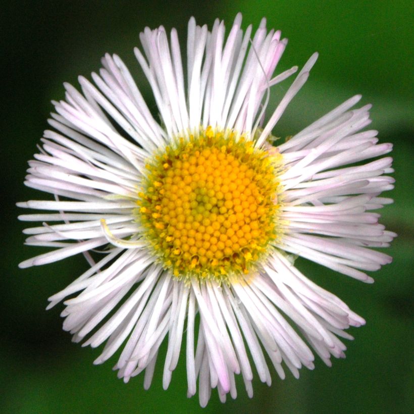 Sädekallioinen - Erigeron annus (Kukinta)