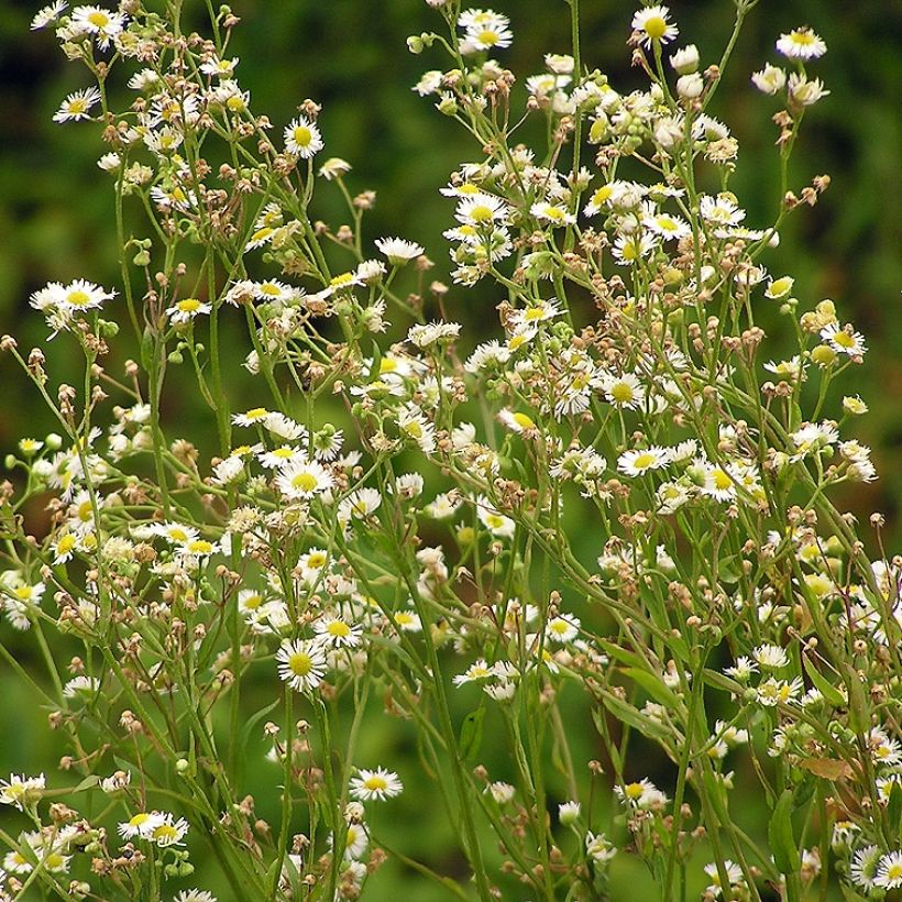 Sädekallioinen - Erigeron annus (Kasvutapa)