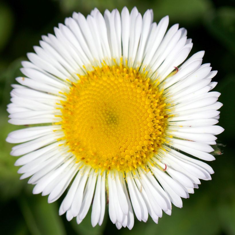 Siniharmaakallioinen - Erigeron glaucus (Kukinta)