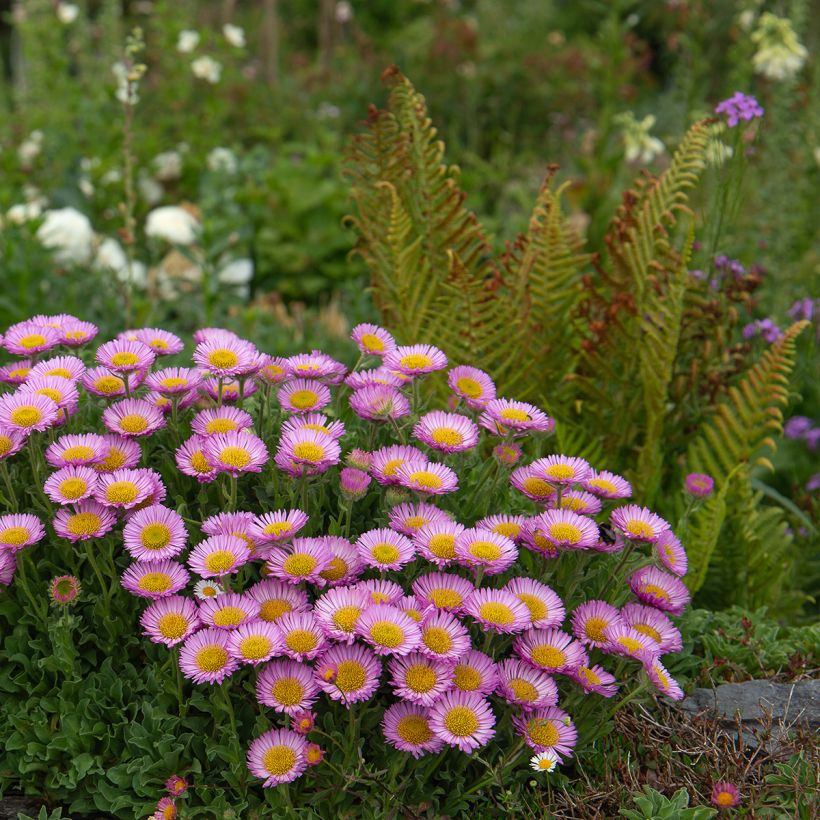 Siniharmaakallioinen - Erigeron glaucus (Kasvutapa)