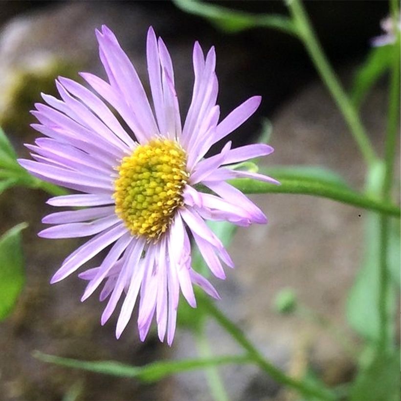 Rentokallioinen Lavender Lady (Kukinta)
