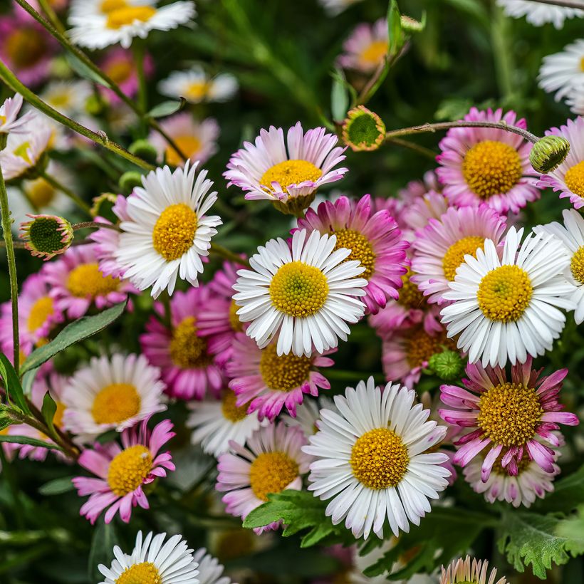 Rentokallioinen - Erigeron karvinskianus (Kukinta)