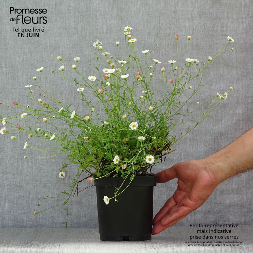 Esimerkki kesällä toimitetusta Rentokallioinen - Erigeron karvinskianus Ruukku 2L / 3L-taimesta