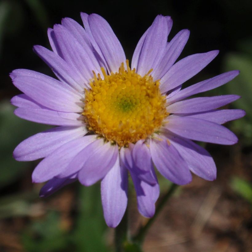 Kallioinen - Erigeron leiomerus (Kukinta)