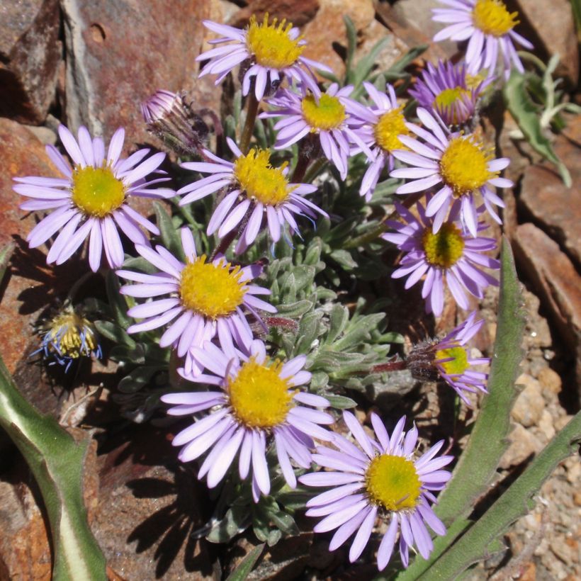 Kallioinen - Erigeron leiomerus (Kasvutapa)