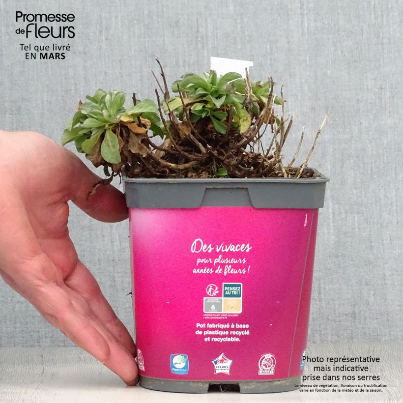 Esimerkki keväällä toimitetusta Kallioinen - Erigeron leiomerus Pot de 2L/3L-taimesta