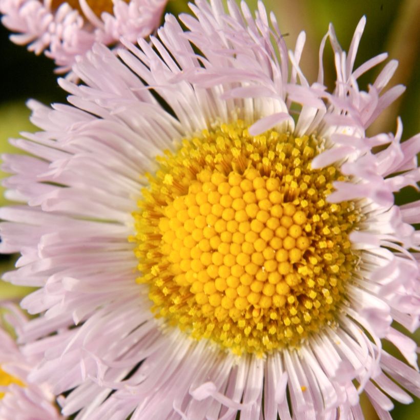Kallioinen - Erigeron philadelphicus (Kukinta)