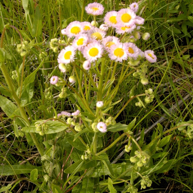 Kallioinen - Erigeron philadelphicus (Kasvutapa)