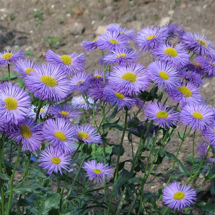Jalokallioinen Grandiflorus (Kukinta)