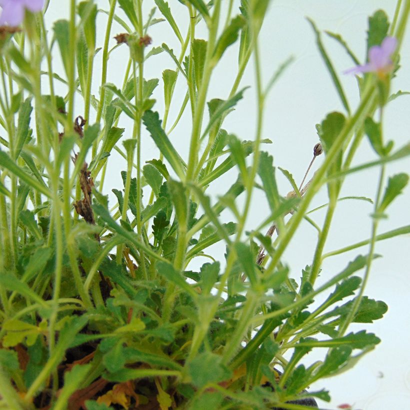 Purppuraerinus - Erinus alpinus (Lehvistö)