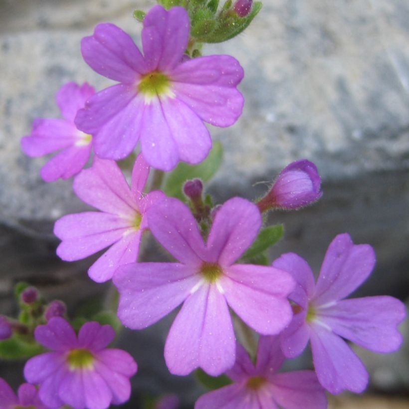 Purppuraerinus - Erinus alpinus (Kukinta)