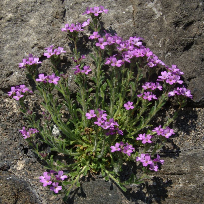 Purppuraerinus - Erinus alpinus (Kasvutapa)