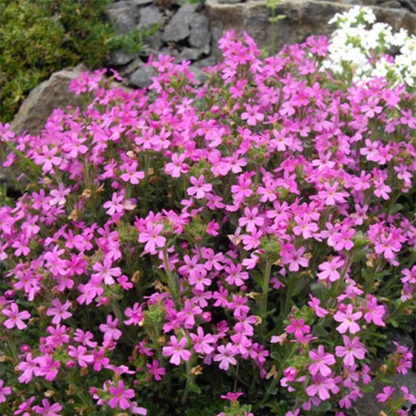 Purppuraerinus Hähnle (Kukinta)